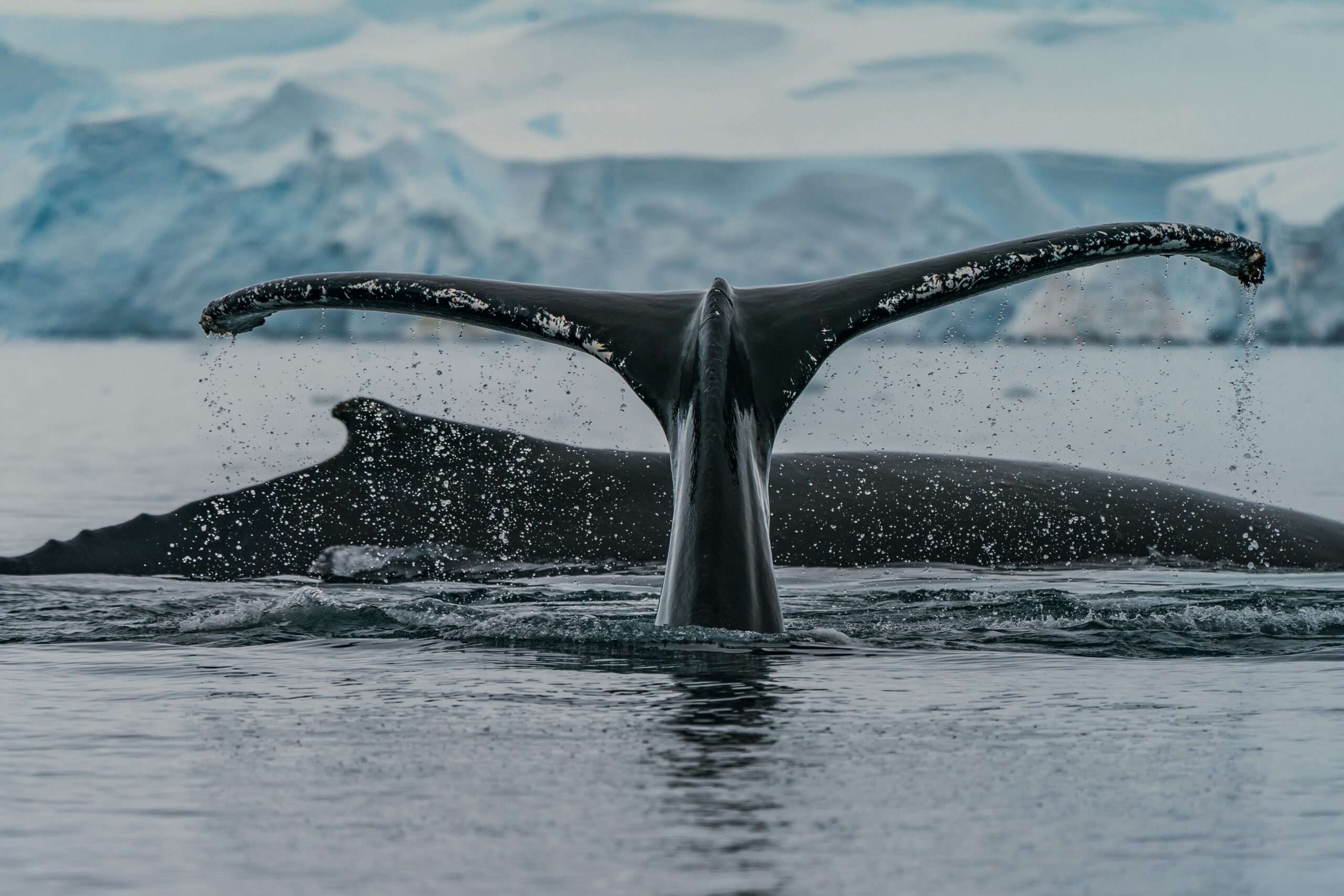 Bucket LIst Travel Whale